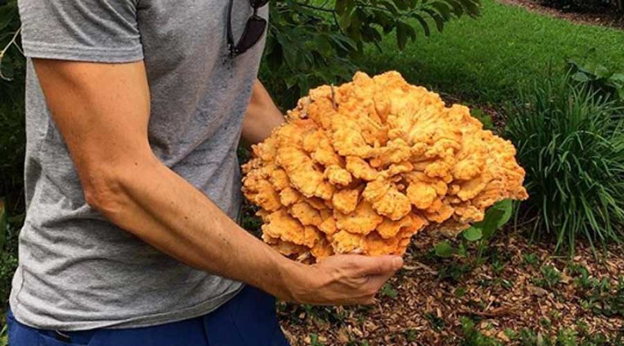 Chicken Of The Woods Indiana